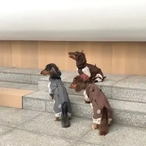 Cappotto impermeabile per Bassotto con zip e copertura totale