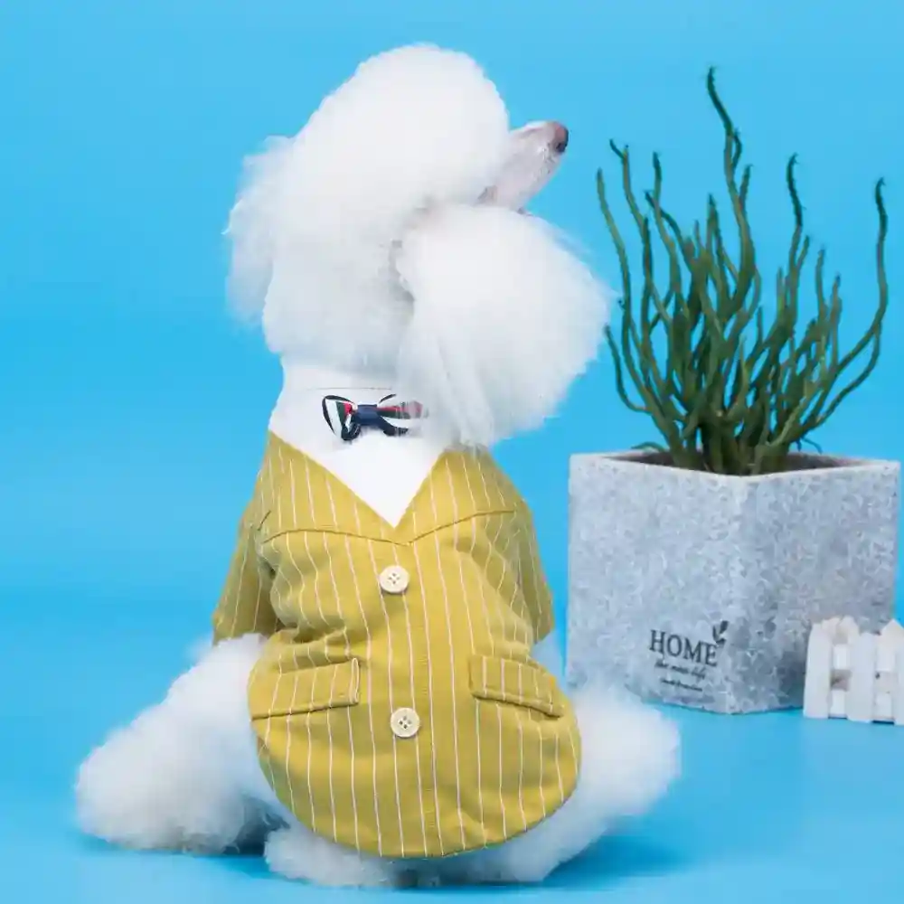 Abito elegante per cani con piccolo Papillon - immagine 3