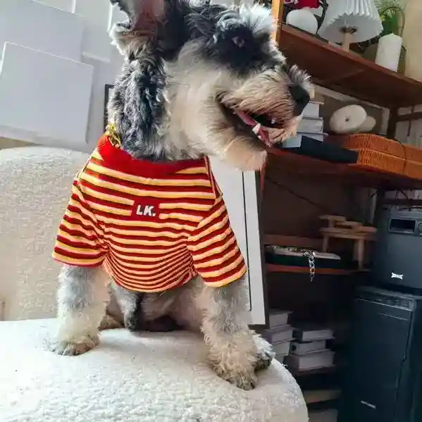 Maglia a Righe Elasticizzata per Cani - Calda e Confortevole - immagine 4