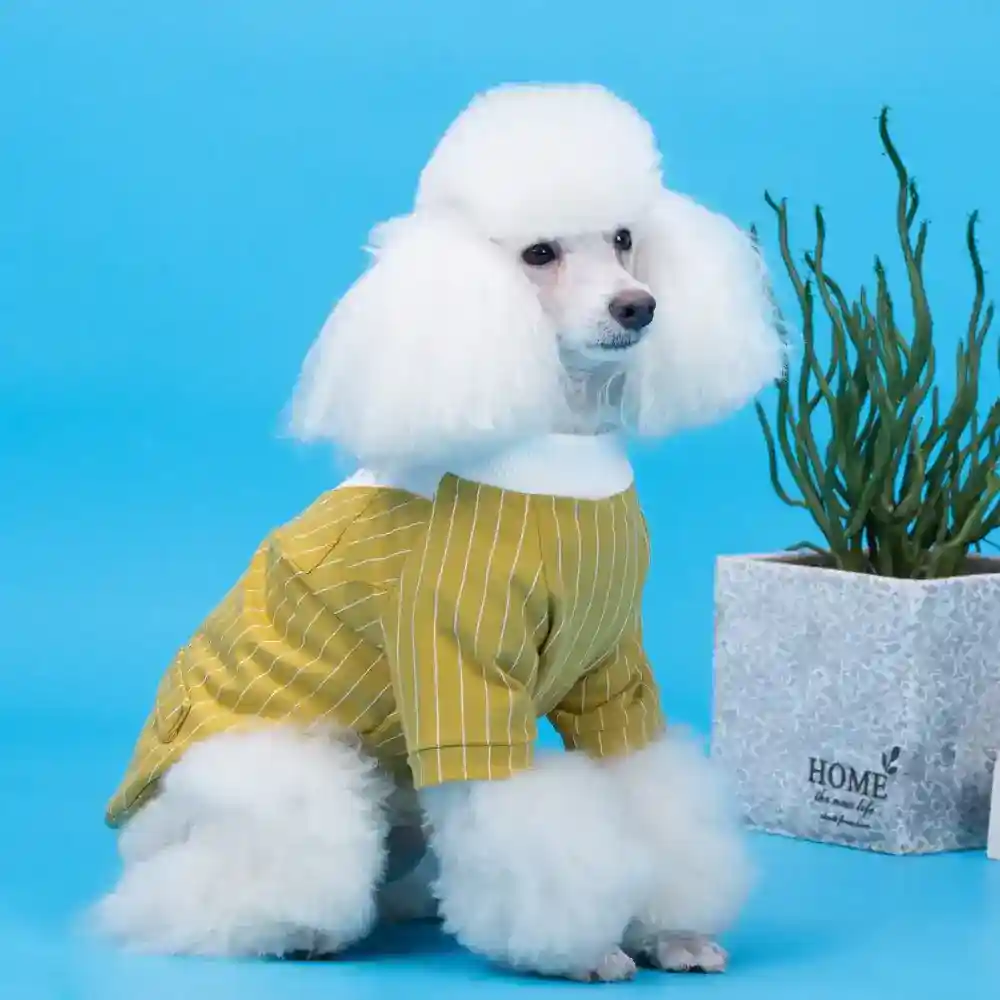 Abito elegante per cani con piccolo Papillon - immagine 4