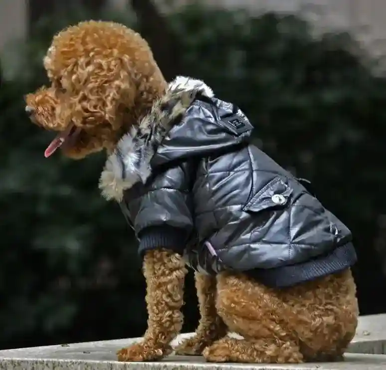 Cappotto per Cani con Cappuccio in Ecopelliccia - Eleganza e Calore per Barboncini - immagine 3