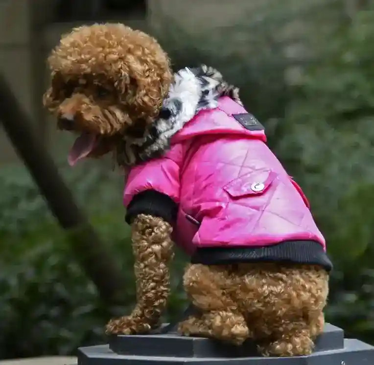 Cappotto per Cani con Cappuccio in Ecopelliccia - Eleganza e Calore per Barboncini - immagine 4