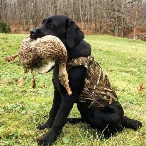 Gilet Cane Mimetico Caccia Outdoor Texture Erbe