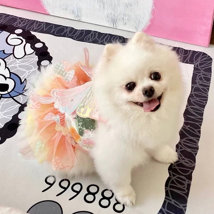 Butterfly Decor Sweet Dog Cat Lace Dress - immagine 5