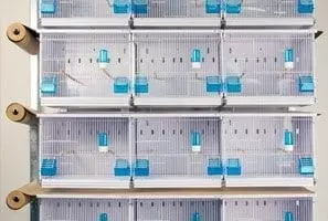 NEW CANARIZ | Batteria standard da 12 gabbie smontabili  (45x29x32)