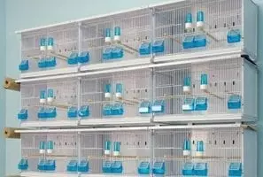 NEW CANARIZ | Batteria da 12 gabbie singole pannellate (60x30x36)