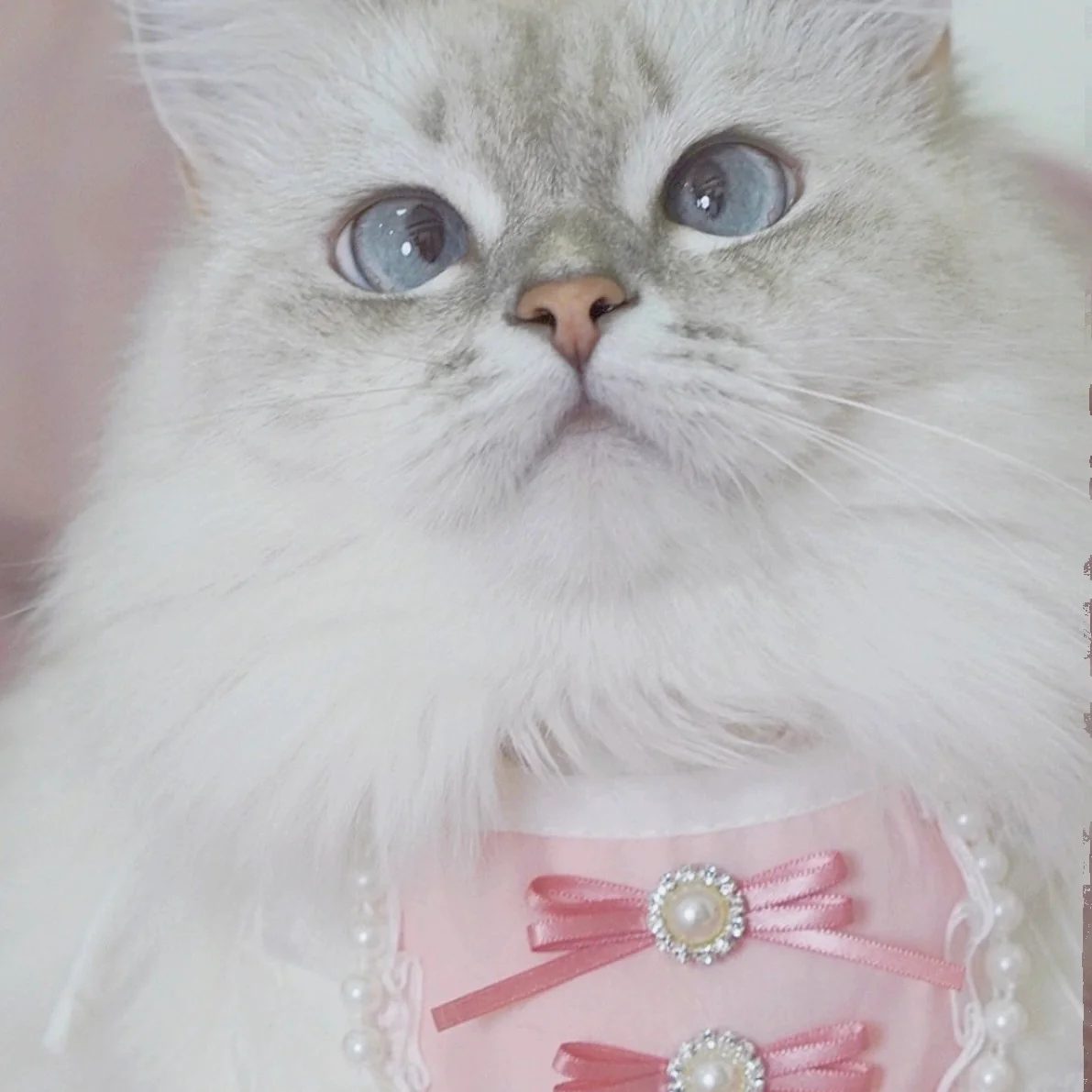 Pink Bow Dog Cat Bandana Bibs - immagine 7