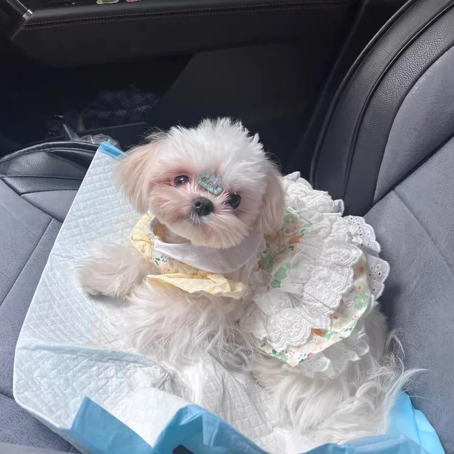 Sweet Floral Bear Dog Cat Harness Dress - immagine 8