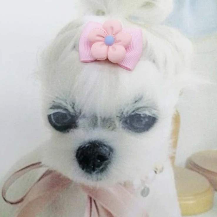 Flower Dog Cat Hair Rubber Band 6pcs - immagine 7