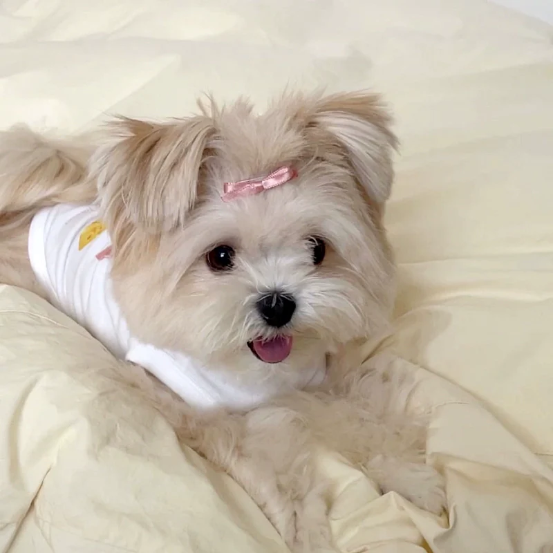 Sweet Cookie Cake Printed Dog Cat Vest - immagine 3