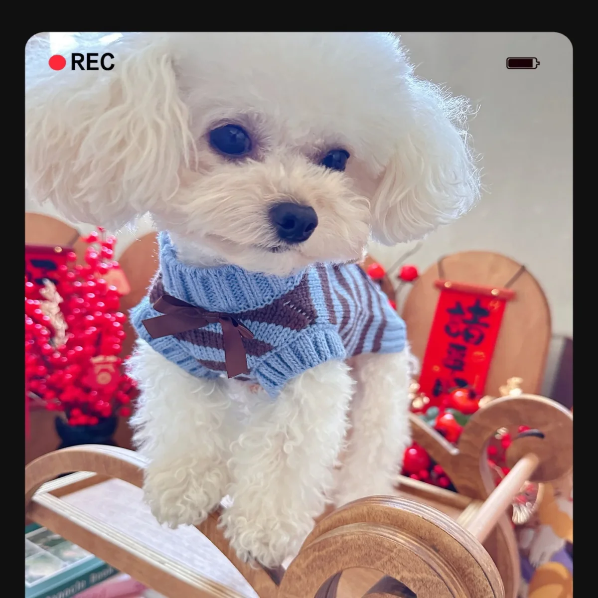 Bear Head Decor Striped Dog Cat Sweater - immagine 5