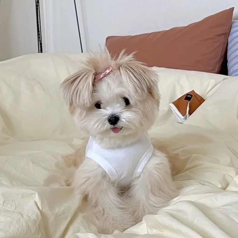 Sweet Cookie Cake Printed Dog Cat Vest - immagine 5