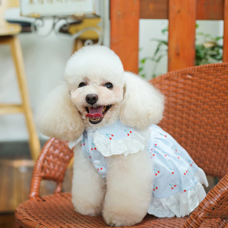 Cherry Lace Collar Dog Cat Dress - immagine 5