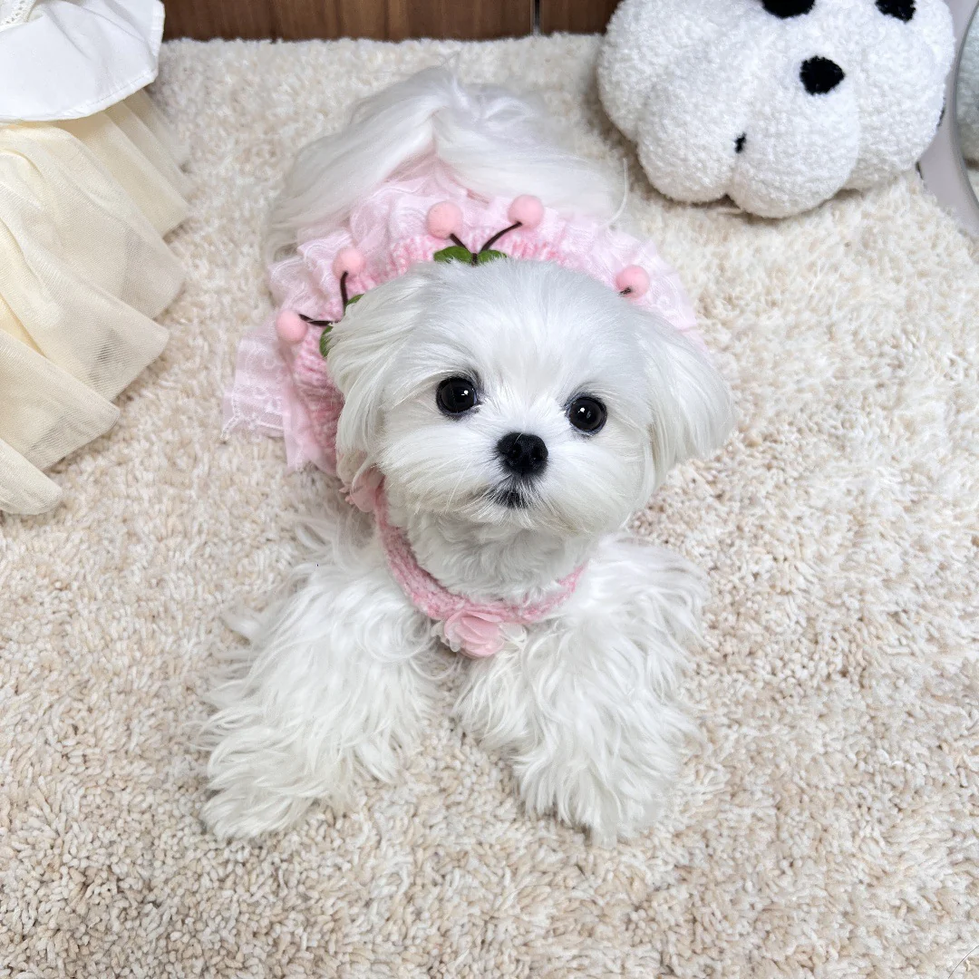 Sweet Cherry Flower Knitted Dog Cat Dress - immagine 8