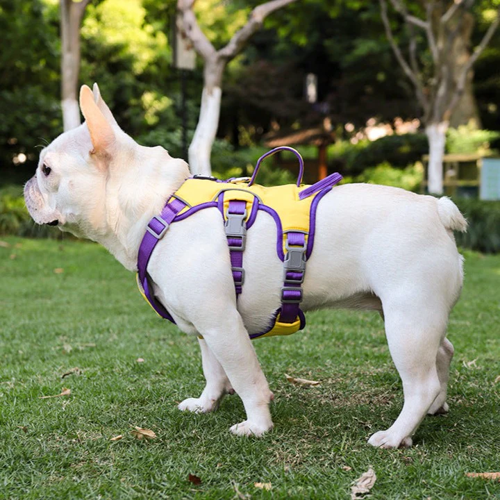 Contrast Color No Pull Dog Harness/Leash For Medium Dog - immagine 8