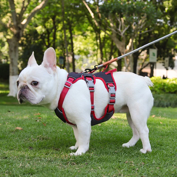 Contrast Color No Pull Dog Harness/Leash For Medium Dog - immagine 7