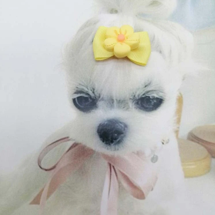 Flower Dog Cat Hair Rubber Band 6pcs - immagine 8