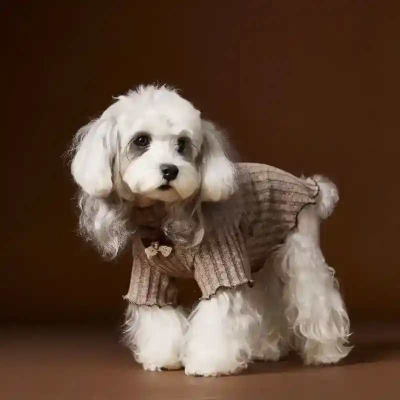 Vestito Elegante Buttons per Cani - Fiocco sul Colletto