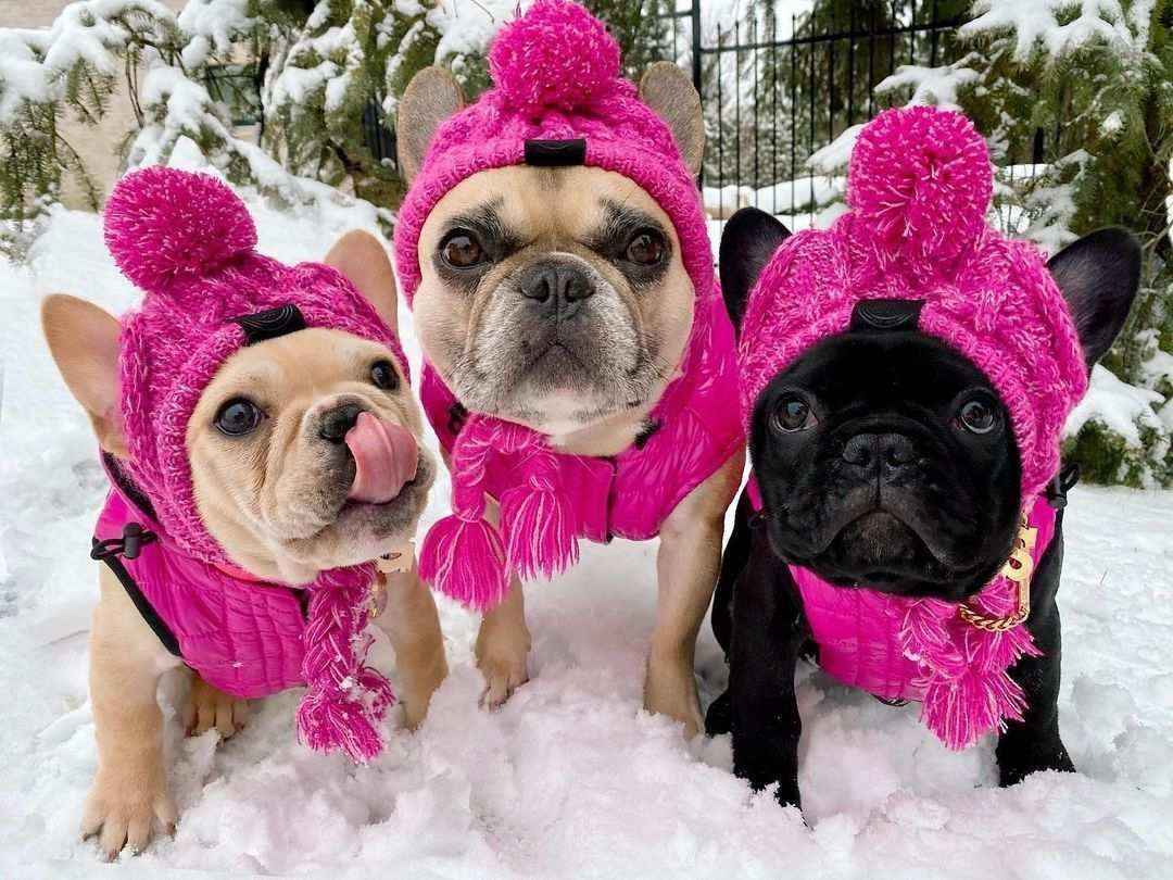 Cappello in Lana per Cani Piccola Taglia "Saint Moritz" - Eleganza e Comfort Invernale - immagine 3