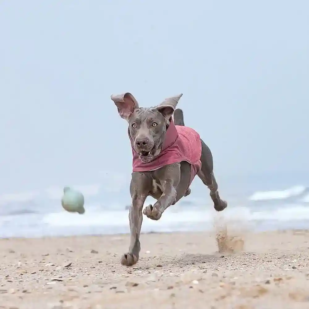 Cappottino per Cani di Taglia Grande Modello "BrotherCatDog" – Imbottitura in Pile e Colletto Anti-Vento - immagine 6