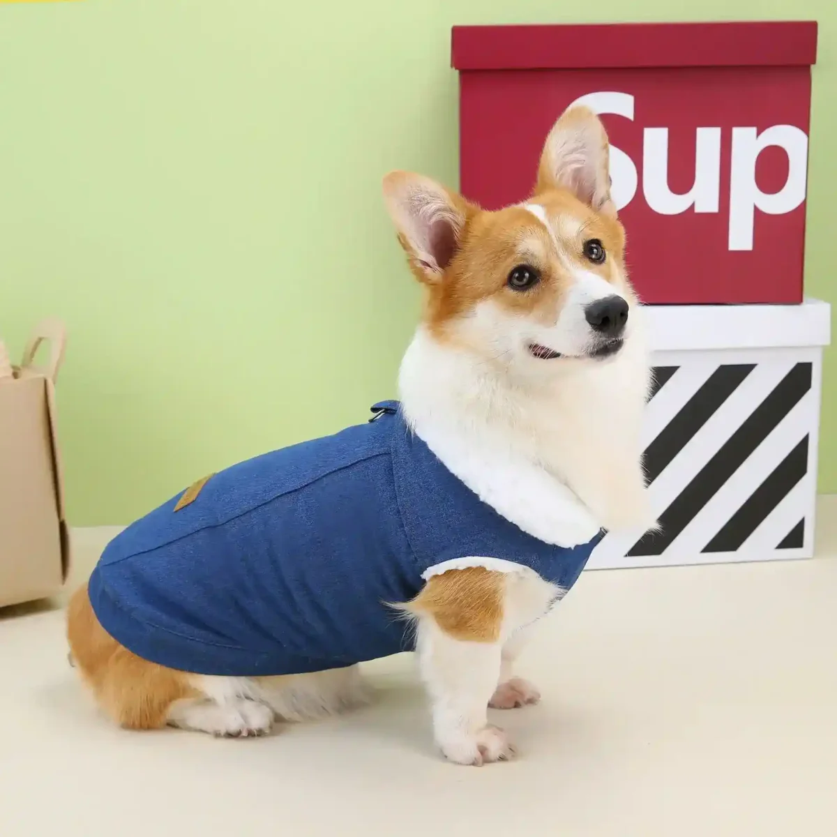 Cappottino per Cani specifico Corgi DADAGOU - Modello "Corgi Special" - immagine 3