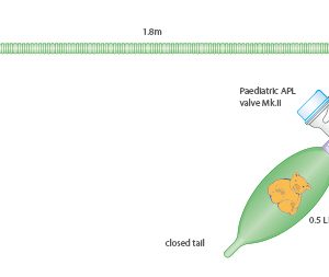 CIRCUITO MAPLESON D CON RACCORDO A T E VALVOLA APL