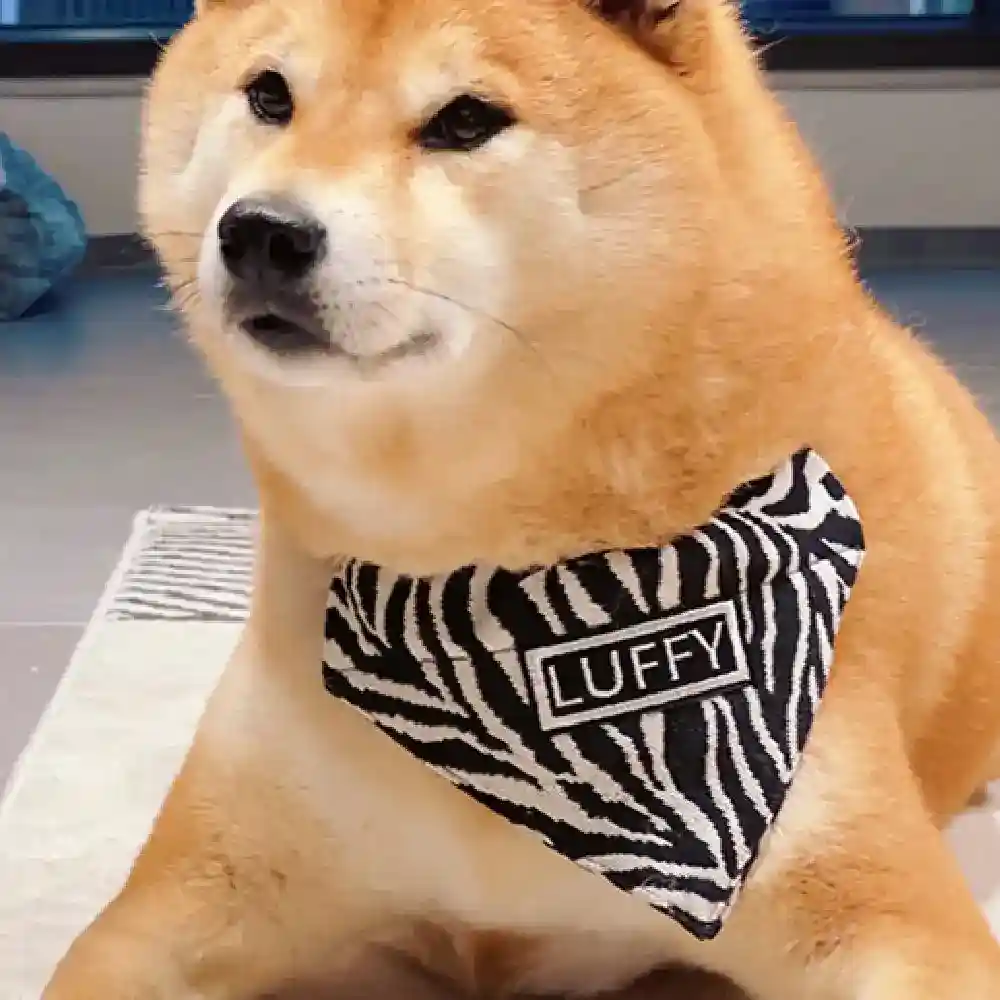 Bandana Personalizzata per Cani con Nome Fantasia Zebrata - immagine 2