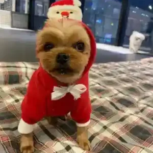 Vestito Natale per Cani con Cappuccio | Babbo Natale e Albero