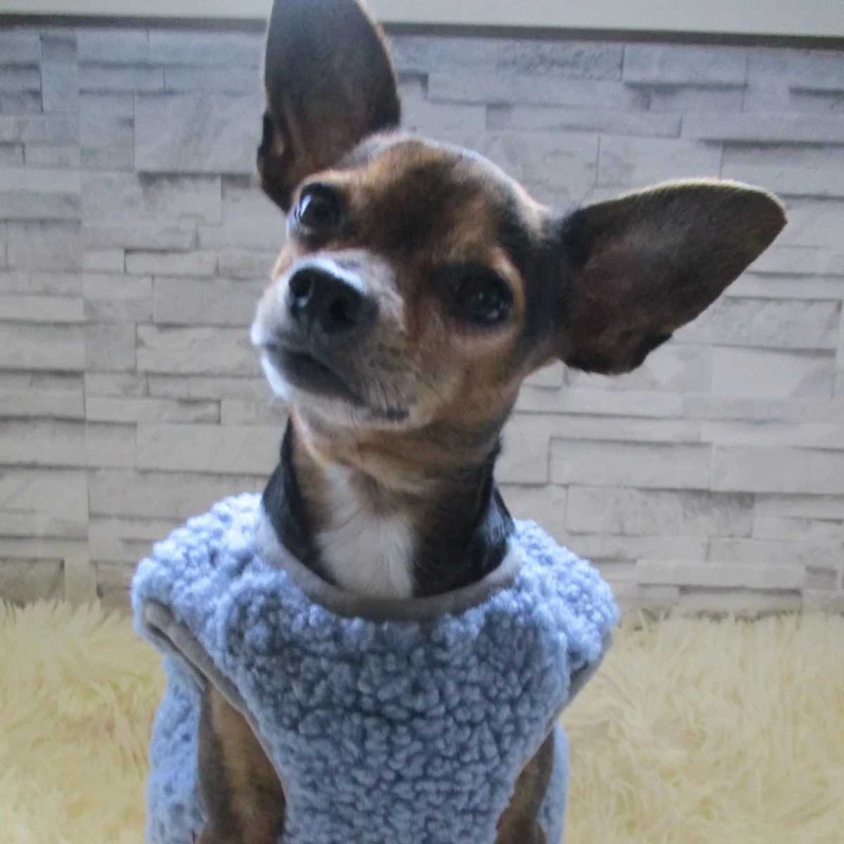 Winter Fleece Buttoned Dog Cat Vest Coat - immagine 7