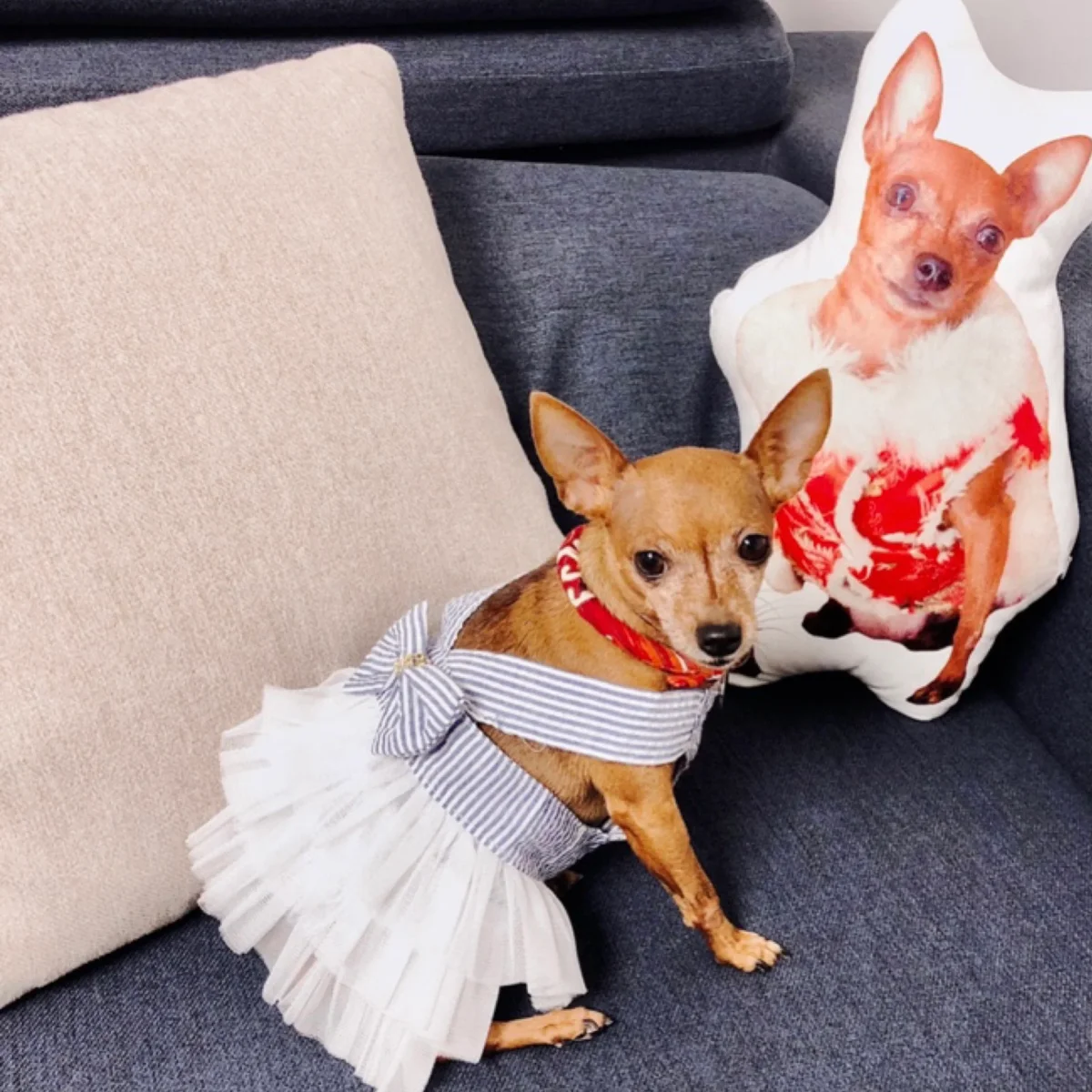 Bowknot Layered Lace Dog Cat Dress - immagine 3