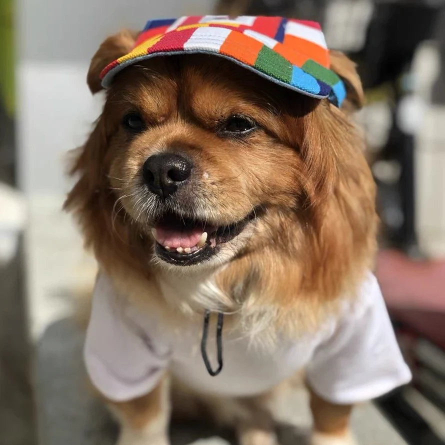 Printed Dog Baseball Cap - immagine 4