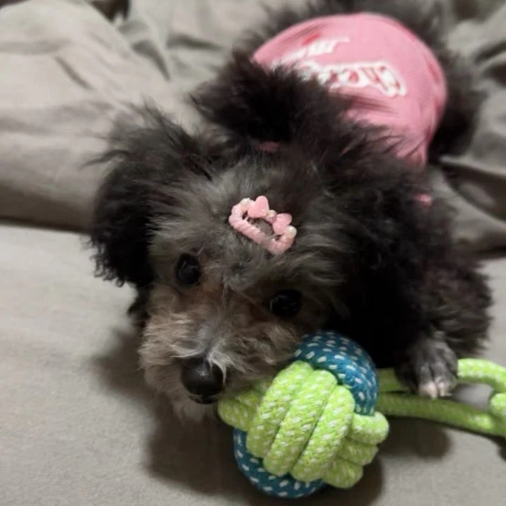 Sequined Bowknot Dog Cat Hair Clip 3pcs - immagine 7