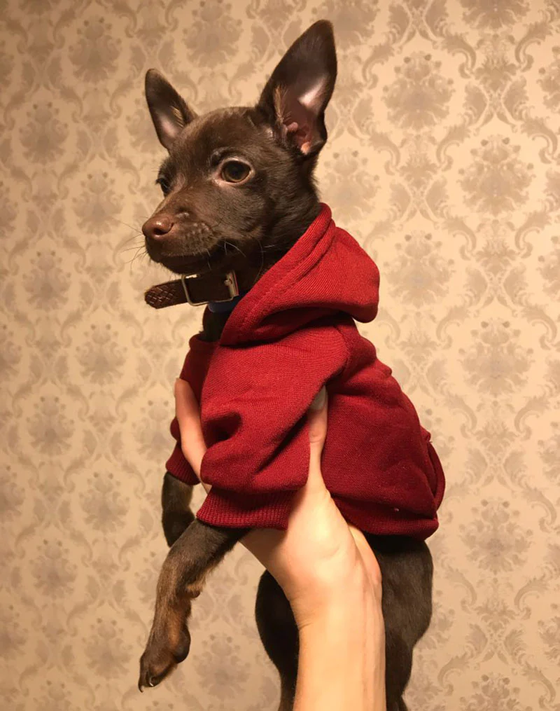 Cotton Dog Cat Hoodies - immagine 4