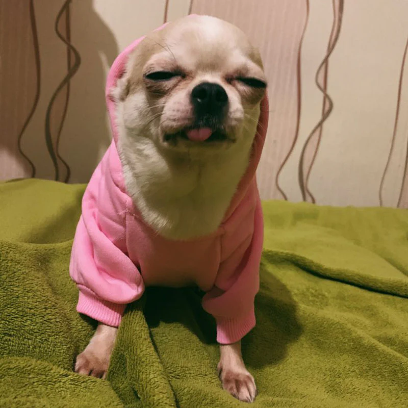 Cotton Dog Cat Hoodies - immagine 5